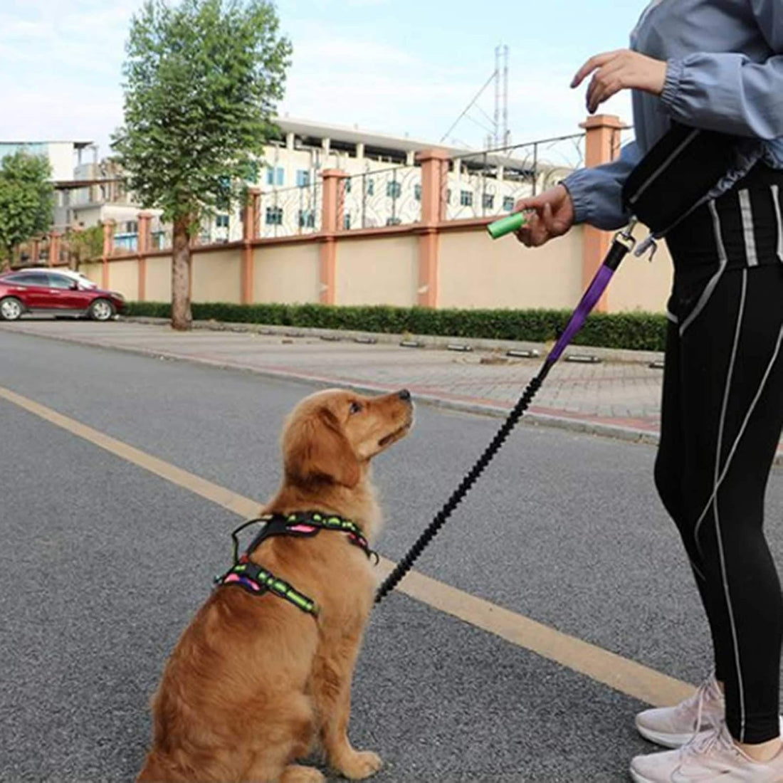 Hands-Free Dog Leash